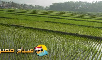 زراعة الدقهلية : إزالة 132 فدان أرز لمخالفة القرار الوزاري