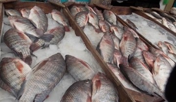 جدول أسعار الأسماك المحدثة في مصر اليوم الإثنين 7-3-2022