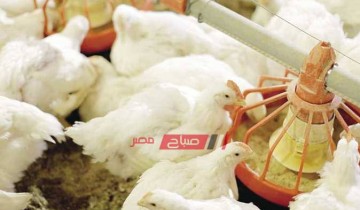 ننشر أسعار الدواجن والبيض اليوم السبت 2-9-2023 في السوق المصري