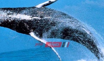 الحوت الأزرق وجميع الحيتان لا تؤذي الإنسان