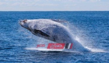 حقيقة فيديو وسماع أصوات الحوت الأزرق في دمياط