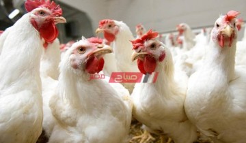 أسعار كل انواع الدجاج اليوم الثلاثاء 5 أكتوبر الجاري 2021