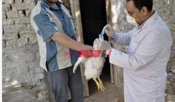مديرية الطب البيطرى بالدقهلية تبدأ إجراءات لمواجهة أنفلونزا الطيور