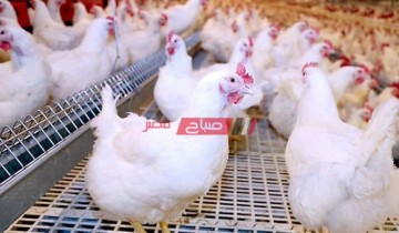 أسعار اللحوم البيضاء “الدواجن والبيض” اليوم الإثنين 15-2-2021 في أسواق مصر