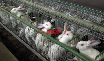 أسعار الأرانب اليوم الإثنين 19-4-2021 في السوق المصري