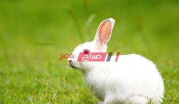 احدث أسعار الأرانب اليوم الإربعاء 7-4-2021 داخل مصر