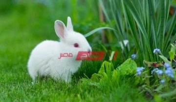أسعار الأرانب لكل السلالات والكيلو للمستهلك في مصر اليوم الثلاثاء 30-11-2021