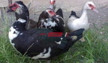 أسعار البط بكل انواعه اليوم السبت 15-5-2021 ثالث ايام عيد الفطر في مصر