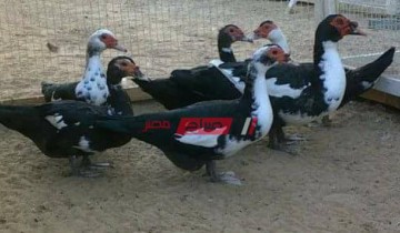 أسعار البط بكافة أنواعها في السوق المصري اليوم الخميس 28-10-2021