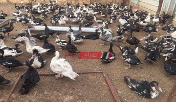 أسعار البط بالكيلو في مصر اليوم الأحد 16-1-2022