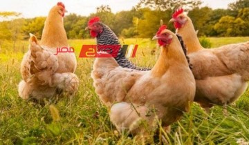 استقرار أسعار الدواجن والبيض اليوم الثلاثاء 14-5-2024 في اسواق مصر