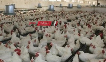 استقرار أسعار الدواجن والبيض اليوم السبت 18-5-2024 في السوق المصري