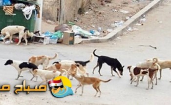 كلاب ضالة تعقر أطفال بحي النخيل فى بالإسكندرية