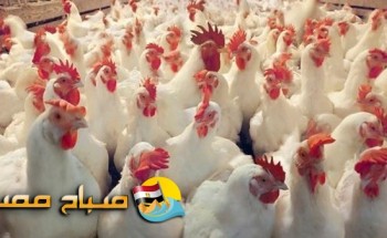 اسعار الدواجن والبيض فى اسواق بنى سويف اليوم الثلاثاء