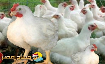 اسعار الدواجن فى اسواق محافظة البحيرة اليوم الاثنين