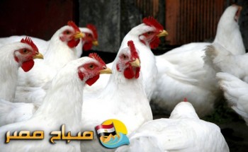 اسعار الدواجن فى اسواق محافظة الغربية اليوم الجمعة