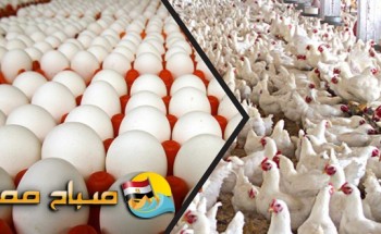 اسعار الدواجن والبيض فى اسواق بنى سويف اليوم الجمعة