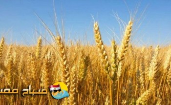 شون وصوامع القليوبية تستقبل 77 ألف طن من القمح حتى الآن
