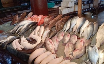 أسعار الأسماك اليوم الثلاثاء 11-6-2019 بمحافظة الإسكندرية