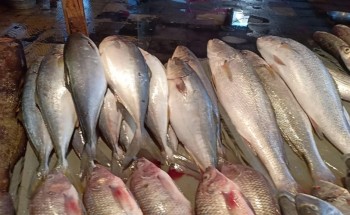 أسعار الأسماك اليوم الأحد 3-11-2019 بالإسكندرية