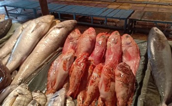 أسعار الأسماك اليوم الاحد 30-9-2018 بمحافظة الإسكندرية