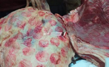 ضبط 2 طن من اللحوم المذبوحة خارج السلخانة في حملة مكبرة بكفر الشيخ