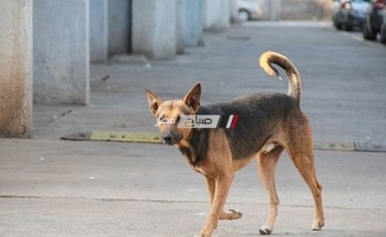 كلب مسعور يعقر 36 شخص بالإسكندرية