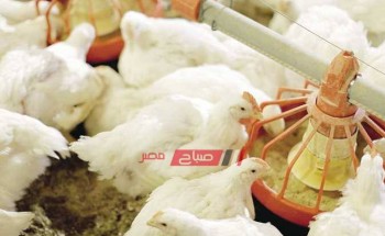 أسعار الدواجن اليوم السبت 15-5-2021 ثالث ايام عيد الفطر في مصر