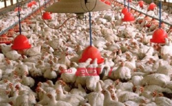 أسعار كل انواع الدجاج داخل السوق المصري اليوم الثلاثاء 27 سبتمبر