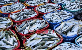 أسعار السمك اليوم الأحد 6-6-2021 بالسوق المحلي