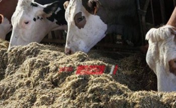ارتفاع أسعار أعلاف الماشية بنحو 275 جنيهًا للطن في الدقهلية