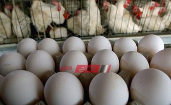 كرتونة البيض تسجل 30 جنيهًا في دمياط