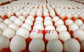 استقرار أسعار البيض أبيض في الأسواق اليوم