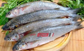 ارتفاع أسعار البوري في أسواق السمك مع استعدادات شم النسيم