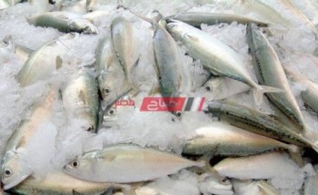 ننشر أسعار سمك السردين في أسواق المحافظات اليوم الخميس
