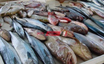 استقرار أسعار السمك في سوق العبور اليوم الجمعة