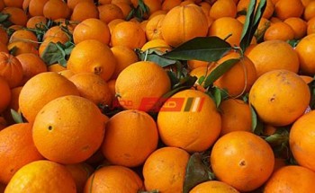 10 جنيهات أعلى سعر لكيلو البرتقال البلدي في أسواق المحافظات