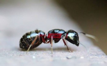 تفسير رؤية النمل في المنام لابن سيرين