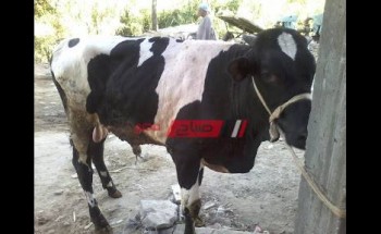اعدام رأس ماشية مصابة بالسل داخل مجرز الروضة بدمياط