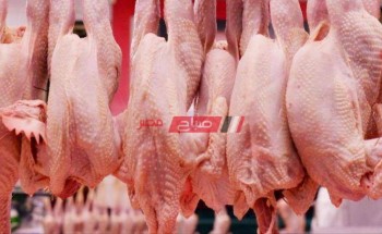أسعار الدواجن لكل الأنواع في مصر اليوم الجمعة 5-11-2021