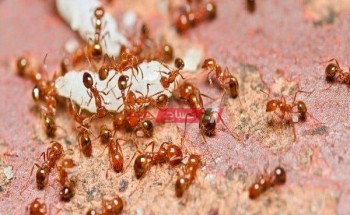 تفسير حلم النمل يأكل الطعام