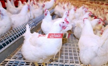 أسعار كيلو الدجاج من قطعان حتى الأمهات اليوم الجمعة 1-10-2021