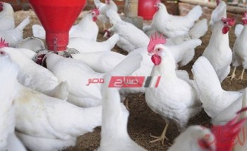 أسعار الدجاج بالكيلو اليوم الثلاثاء 18-5-2021 في مصر