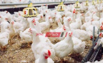 قائمة أسعار الدجاج وسعر الكتكوت للتربية اليوم الإثنين 27-9