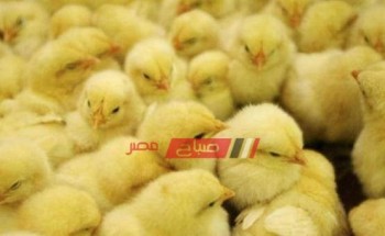 أسعار الكتاكيت اليوم السبت 15-5-2021 ثالث ايام عيد الفطر في مصر