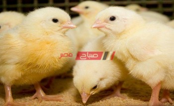 سعر الكتكوت اليوم الجمعة 13-5-2022 من كل المزارع وارتفاع نسبي في الاسعار