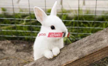 أسعار الأرانب بالكيلو اليوم الأربعاء في السوق المصري 13-10-2021