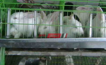أسعار الأرانب اليوم الخميس 27-5-2021 في مصر