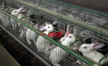 سعر كيلو الأرانب لمتوسط في السوق المحلي اليوم الثلاثاء الذي يوافق 28 من سبتمبر