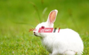 متوسط سعر كيلو الأرانب في مصر اليوم الثلاثاء 4-5-2021